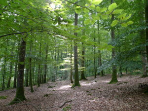 Forêt de Gouffern
